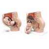 3B Scientific L20 Pregnancy Pelvis Human Anatomy Model, 3 Pieces + Free Anatomy App - 3B Smart Anatomy
