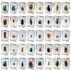 40 Species Real Insect Specimen Collection Set, Preserved Insects Display Box with 40 Different Bugs, Educational Nature Science Kit for Students, Collectors, Teachers and Nature Lovers