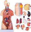 45 cm Human Torso Model, 23‑Part Detachable Anatomy for Medical Education