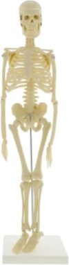 45cm Mini Human Skeleton Model for Biology Anatomy Classroom Teaching Aid