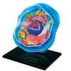 4D Animal/Plant Cell Anatomy Model,Puzzle Assembly Biology Organ Model