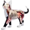 4D Cat Anatomy Model, 28 Detachable Organs