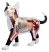 4D Cat Anatomy Model, 28 Detachable Organs and Body Parts