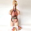 55 cm Human Torso Model, 19‑Part Detachable Organs for Teaching Display