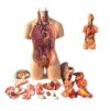 55cm Human Torso Model with Removable Organs – Master Chest & Abdominal Anatomy Hands-on for Med Students, Nursing & Clinical Teaching