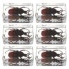 6pcs Resin Beetle Spider Scorpion Specimens Handmade Collection