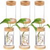 6 Pcs Terrariums, Glass Containers with Cork Lids and Bamboo Saucers, Desktop Propagation Vases, Tabletop Water Planting Containers, Glass Container Stations for Decor, for Indoor Plant Display