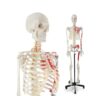 70.8" Life Size Human Skeleton Model with Removable Skull & Spinal Nerves 1pc