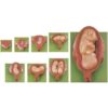 8-Figure Pregnancy Embryo Development Stages with Removable Fetus