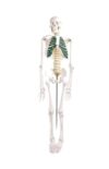 85cm Human Skeleton Model, Detachable PVC Bones 1pc