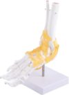 Adult Foot & Ankle Skeleton Anatomy Model with Ligaments - Detailed Bone Structure, Accurate Joint Relationships for Medical Study