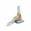 Amagogo Human Skeletal Life Size Joint Model Educational Model PVC Construction with Bones Ligaments Muscle Landmarks Suitable for Medical Training Classroom, Foot W Ligament