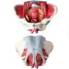 Anatomical Female Pelvis Model, Life-Size 1:1 Female Reproductive Anatomy Model for Educational Use, Includes Pelvic Floor Muscles for Teaching and Learning