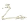 Anatomical Human Arm Model, Life Size Skeleton Model