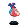 Anatomical Human Heart Model for Medical Medical Biological Experiment Heart Model of Human Anatomy Models Body