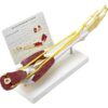 Anatomy Models, Arm Bone Band Muscle Nerve Ligament Model, Scientific Research