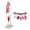 Anatomy Models, Human Anatomy Model Arm Left Leg Numbered Shoulder Hand Arteries