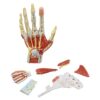 Anatomy Models, Human Hand Skeleton with Muscles Ligaments Nerves and Blood Vessels