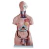 AonVengeur Anatomy Study Tools, Human Body Model with 40 Removable Parts