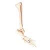 AonVengeur Detailed Tibia and Fibula Bone Figure for Anatomy Study Tools