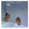 Aquarium Divider Kits - Clear Acrylic Panel with Suction Cups, Fish Tank Separator for Betta Fish, Space Divider, 71x55cm, Durable, Easy Install, Perfect for Aquatic Habitats