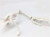 Arm Bone Model Anatomy Human Upper Limb arm Scapula Clavicle Educational