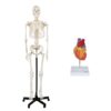 Axis Scientific Life-Size Skeleton & Heart Anatomy Model Bundle