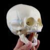 Baby Skull Model, Baby Skull Atomic Skeleton Model Teaching Material For Medicine, Teaching Equipment Research Tool