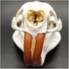 Beaver Skull Specimen - Real Animal Skull - Professional Life Size Beaver Skull 1:1, Taxidermy, Animal Bone, Unique Hunting Cabin Decoration