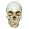 BESSTUUP Home Bar Decoration Adult Skull
