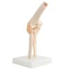 Big Elbow Joint Model Human Elbow Joint Model Anatomy Model Human Elbow Joint Model with Ligaments with Lightweight Display Base Anatomical Model for Study Display Teaching