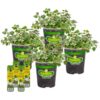 Bonnie Plants Greek Oregano, Live Plants, with Miracle-Gro Pour & Feed Singles Ready-to-Use Plant Food, 4-Pack, 19.3 oz.