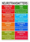 Brain Chemistry Science Diagram Metal Sign Educational Infographic Poster For Office Study Classroom Wall Art 8x12 Inch