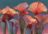 Bright Flowers Jigsaw Puzzle 1000 Piece with Alphabet Back Side for Adults Family Entertainment Zigsaw Puzzles with Storage Bag Sarracenia 19.7x27.6in