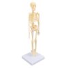BSTiltion Educational Human Skeleton Model Articulated and Detailed for School Learning and Decoration, 15 Parts, Plastic Material