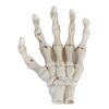 BSTiltion Halloween Skeleton Hands for Teaching, Durable Plastic