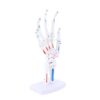 BSTiltion Human Hand Skeleton Model Detailed Bendable Joint Muscle Life Size Colored PVC for Education Science Classroom Display
