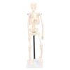 BSTiltion Human Skeleton Model 42cm with Flexible Joints