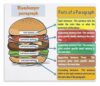 Burger Essay Poster