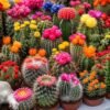 Cactus Variety Mix Seeds for Planting – Mixed Cactaceae Species