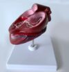 Canine Heartworm Model, Cut Away Dog Heart Replica with Display Base