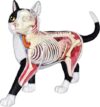 Cat Anatomy Model 28 Detachable Parts Feline Skeleton Organ Assembly Model
