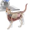 Cat Anatomy Model – 4D Veterinary Learning Aid | Educational Study Cube