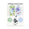 Cell Biology Evidence in Action Poster - Educational Reference - 13x19