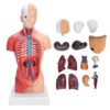 Cerlyiont Human Torso Model Anatomy Teaching Aid with Detachable Organs for Classroom Study