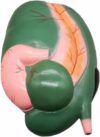Cow Stomach Organ Anatomy Model, Life Size Animal Anatomical Model