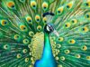 Cross & Glory | 1000 Piece Jigsaw Puzzles for Adults | Emerald Peacock