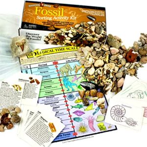 DANCING BEAR Fossil Collection Sorting Activity Kit with Over 100 Pcs (More Than 20 Different Fossil Varieties!), Educational ID Sheet, Color ID Cards, Bags, Magnifying Glass, and Shark Teeth