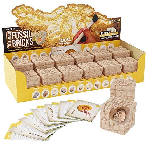 Dan&Darci Dig a Dozen Fossil Bricks - Break Open 12 Blocks and Discover 12 Unique Real Fossils - Basket Stuffers Archaeology Science STEM - Birthday Gift