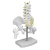 Decumeby Female Pelvis Model with 5 Movable Vertebrae Lifelike Pelvis Skeleton Model for Classroom Demonstrations, Educational PVC Pelvic Anatomy Teaching Aid with Stable Display Base